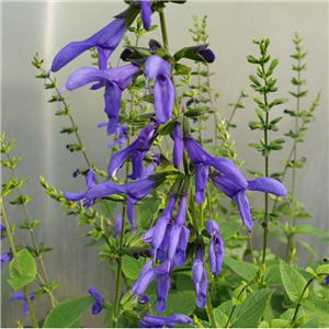Salvia Guaranitica 'Blue Enigma'